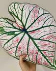 Coussin Caladium