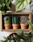 Ensemble de 3 cactus crochetés
