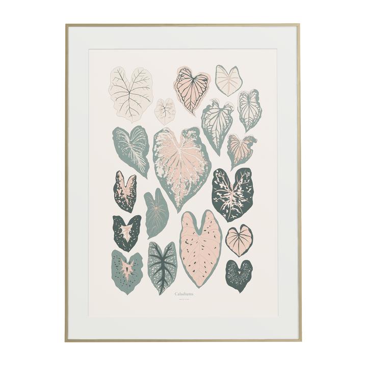 Affiche Caladiums 8x10