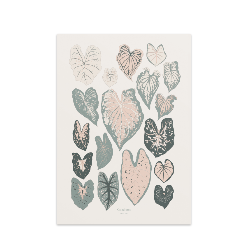 Affiche Caladiums 8x10